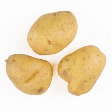 Yukon Gold "B" Potatoes