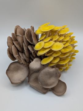 Oyster Mushroom Variety Pack - Local