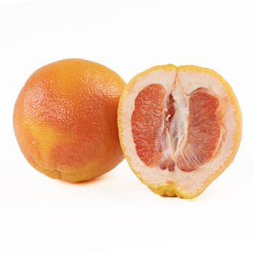 Ruby Red Grapefruit