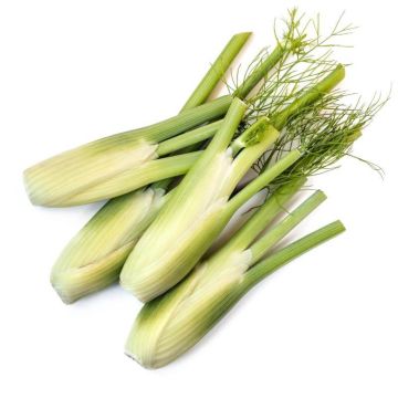 Baby Fennel