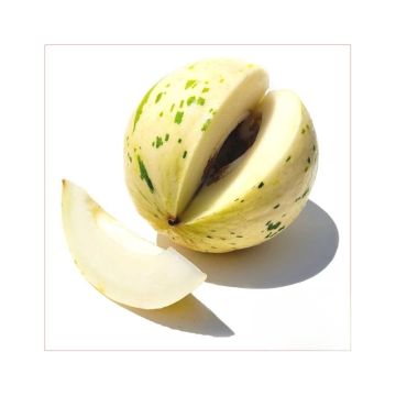 Picasso Melon