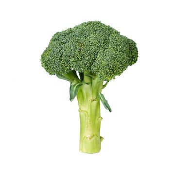 Organic Broccoli