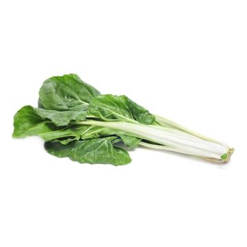 Organic Green Swiss Chard