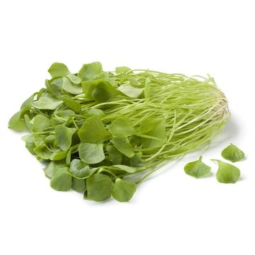 Green Miners Lettuce