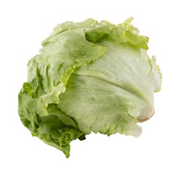 Iceberg Lettuce