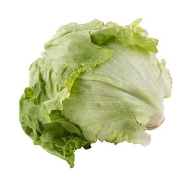 Wrapped Iceberg Lettuce