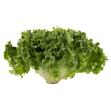 Organic Green Leaf Lettuce