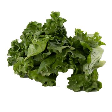 Green Leaf Lettuce Fillets