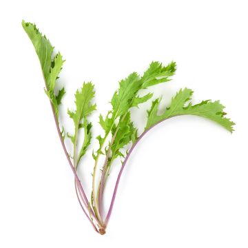 Mizuna Lettuce