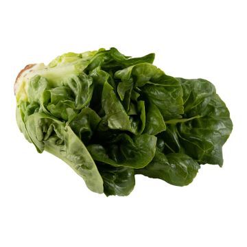 Green Gem Lettuce