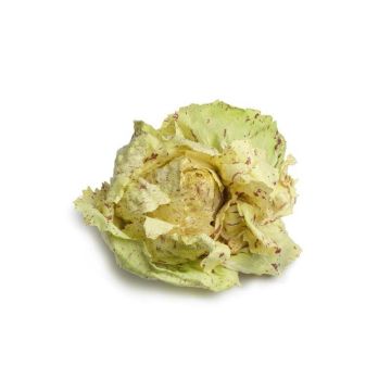 Castelfranco Radicchio