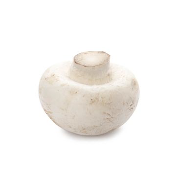 Organic Mushroom