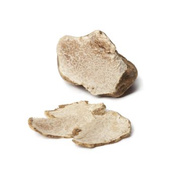 Brumale Truffle Mushroom