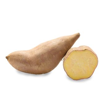 White Jersey Sweet Potato