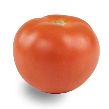 6" x 6" Tomato