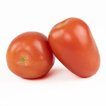 Medium Roma Tomatoes