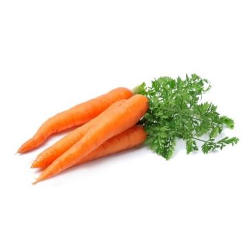 Orange Carrots with Tops