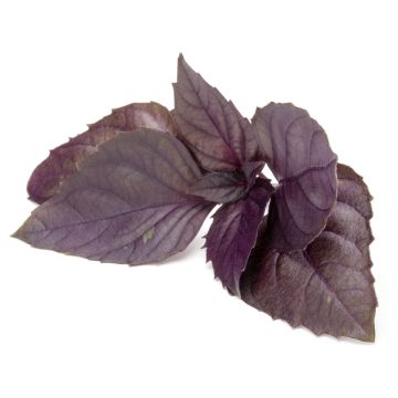 Opal Basil