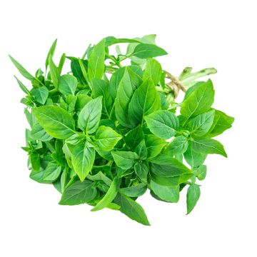 Lemon Basil