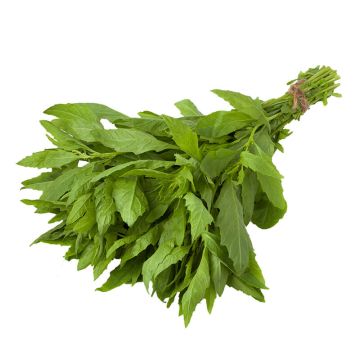 Epazote