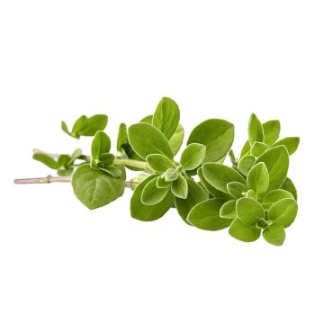 Marjoram