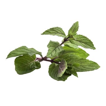 Chocolate Mint