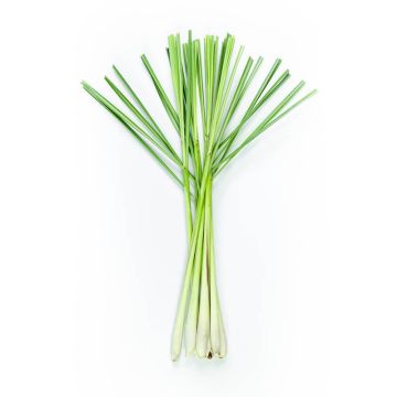 Lemongrass