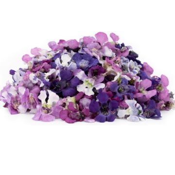 Edible Purple Orchid
