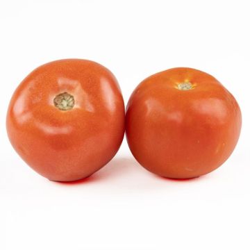 5X6 Tomato