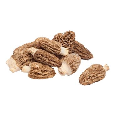morel mushrooms
