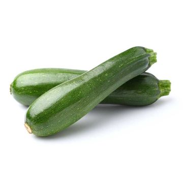 Zucchini Squash - Retail