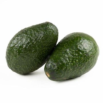 Green Avocado #1 70SZ - Retail