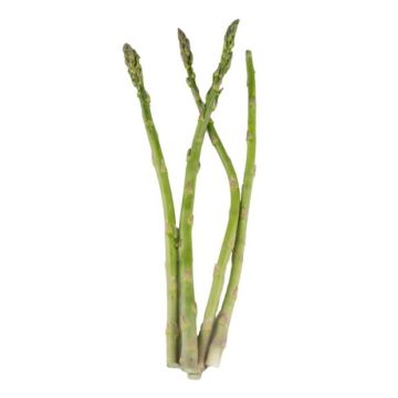 Asparagus Spears