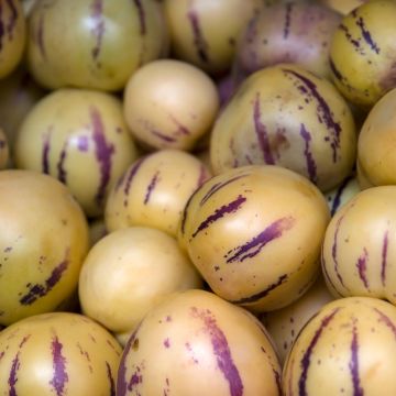 PEPINO MELON