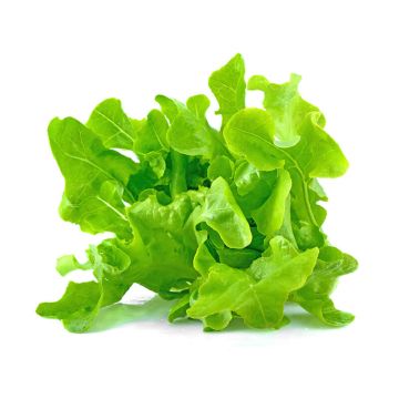 Baby Green Oak Leaf Lettuce