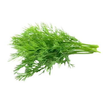 Organic Dill