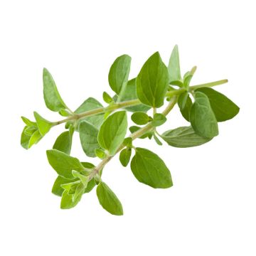 Organic Oregano