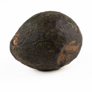 #2 Avocados Stage 3-4