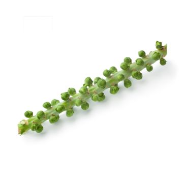 Brussels Sprouts w/ Stalk