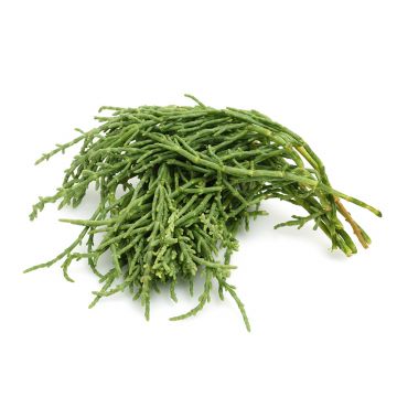 Sea Beans