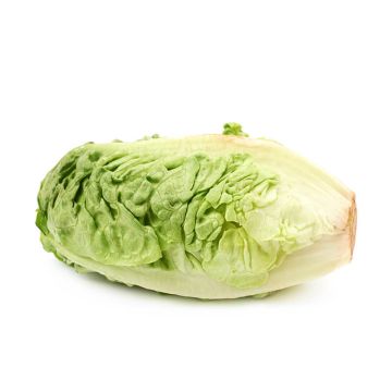 Green Gem Hearts Lettuce
