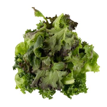 Baby Red & Green Leaf Lettuce