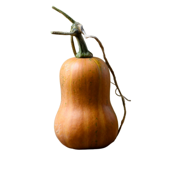 Honeynut Squash