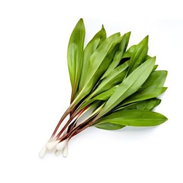 Wild Onion Ramps