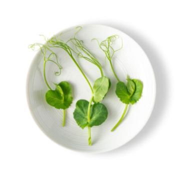 Pea Shoots with Tendrils