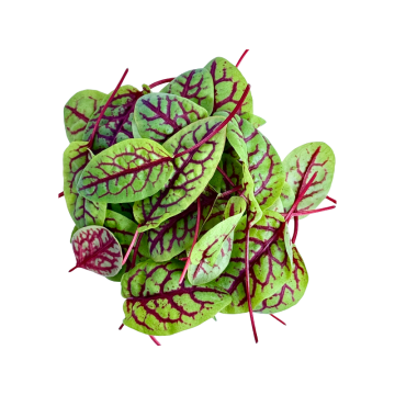 Micro Red Veined Sorrel